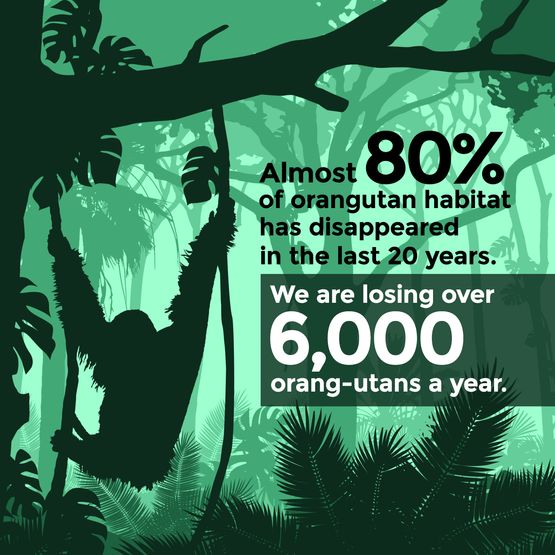 orangutan habitat has disappeared